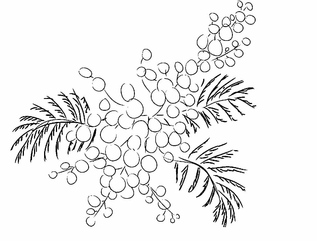 Как нарисовать веточку мимозы. Веточка мимозы раскраска для рисования. Мимоза раскраска для детей. Мимоза рисунок. Веточка мимозы раскраска для детей.