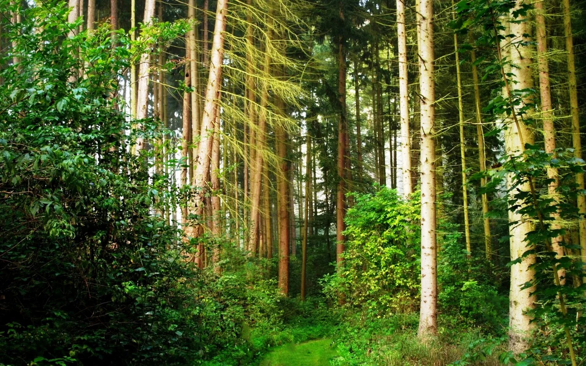 Dense forest