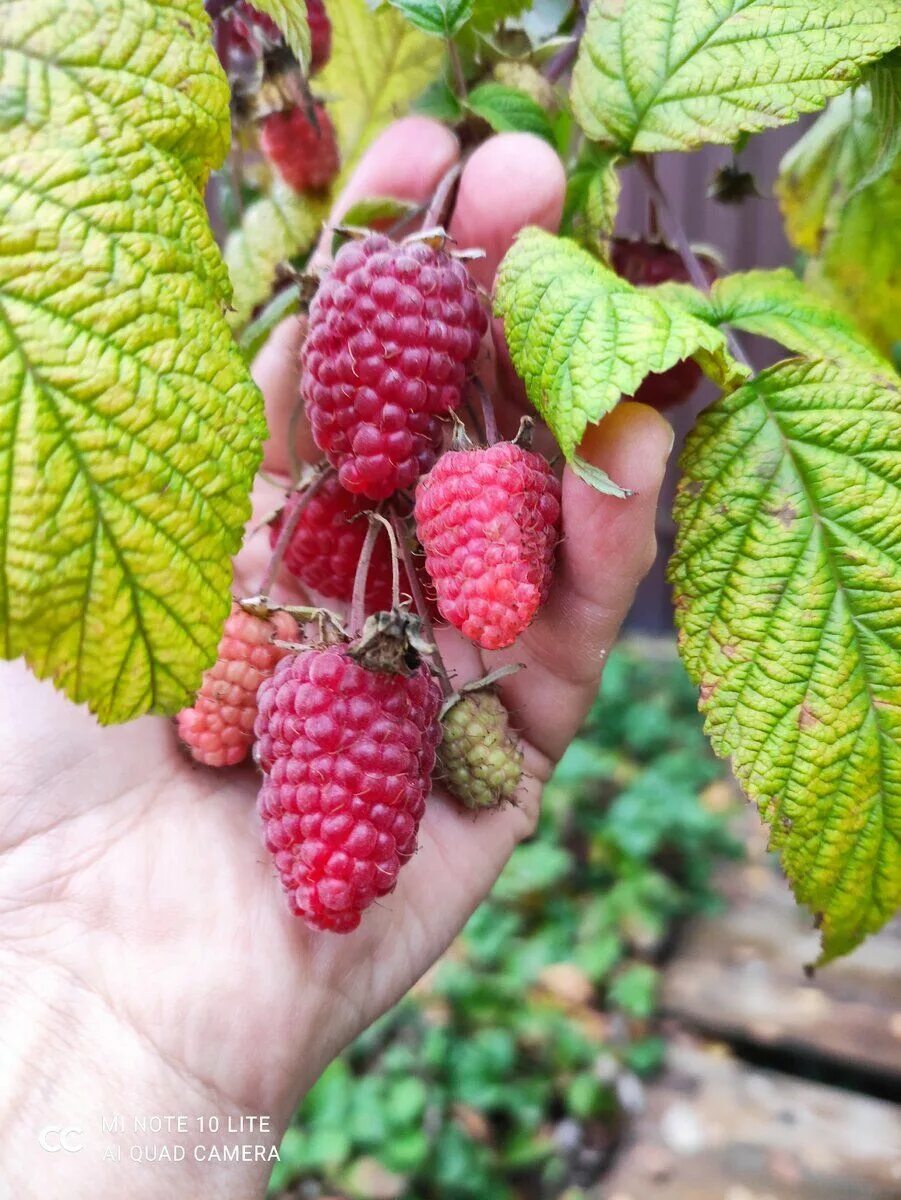 Малина (малиновое дерево) галактика. Малина красная сорта. Малина ремонтантная маросейка. Малина красная куст. Малина красная сорта.