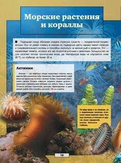 Коралова среда обитания
