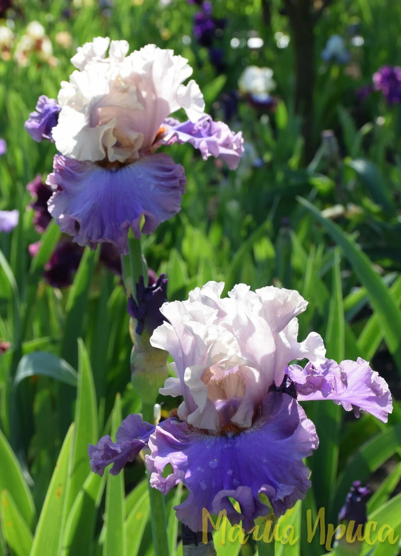 Ирис dancing. Ирис dancing. Ирис натчез трейс. Ирис dark rosaleen’. Ирис helen dawn.