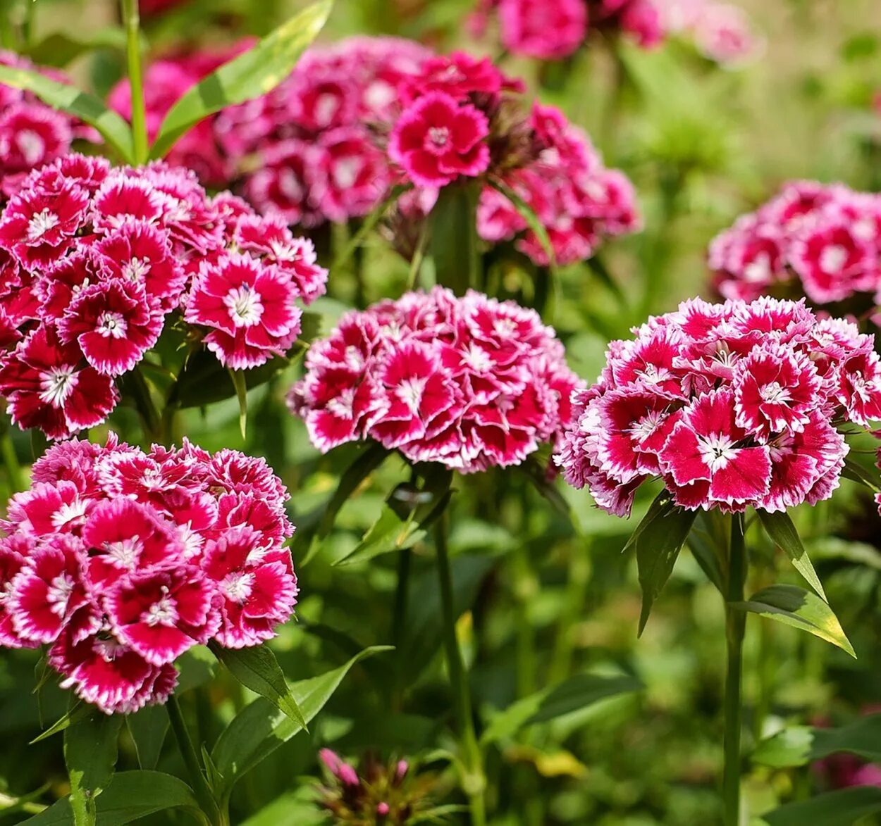 Гвоздика турецкая махровая. Гвоздика бородатая - Dianthus barbatus. Гвоздика Барбатус махровая. Гвоздика турецкая (бородатая).