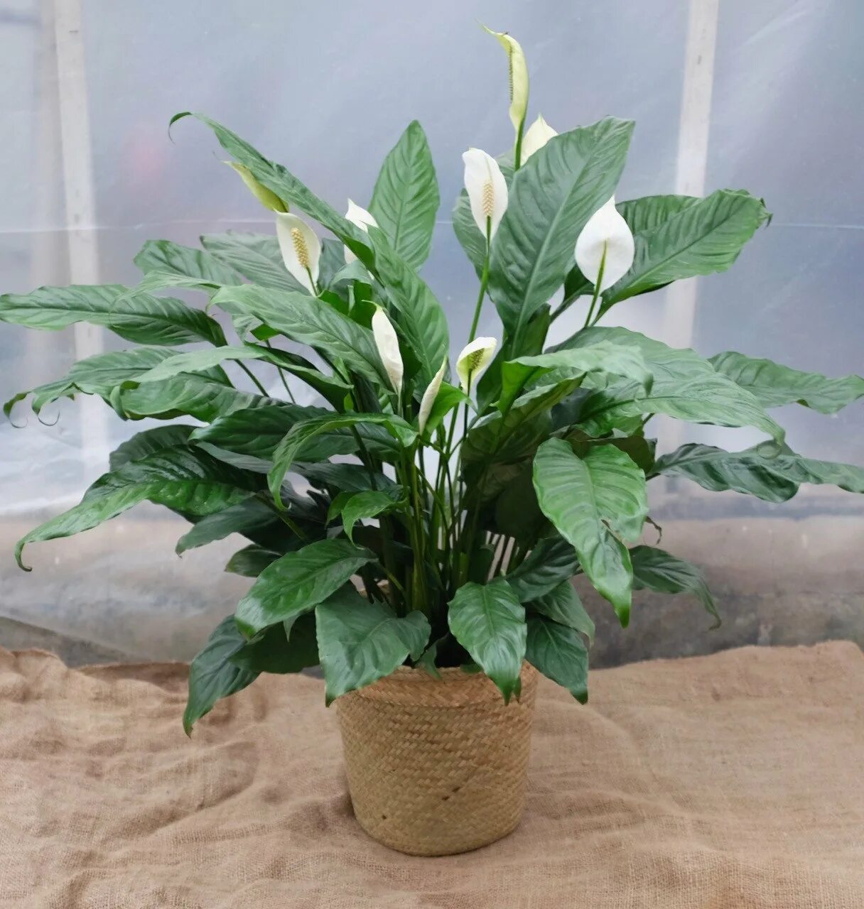 Спатифиллум геликониелистный (Spathiphyllum heliconiifolium). Спатифиллум Джемини. Спатифиллум кватро.