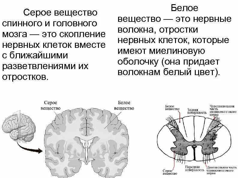 Серое и белое вещество головного мозга анатомия строение и функции. Белое вещество головного мозга строение и функции. Белое и серое вещество мозга строение и функции. Головной мозг состоит из белого и серого вещества. Функции серого вещества головного мозга