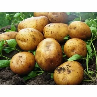 Сорт картофеля карелия
