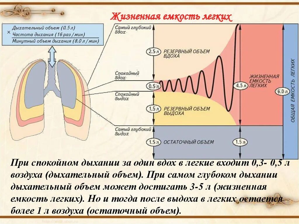 Дыхание л мин. Легочные объемы физиология дыхания. Жизненная ёмкость лёгких. Дыхательная емкость легких. Жизненная ёмкость лёгких объем.