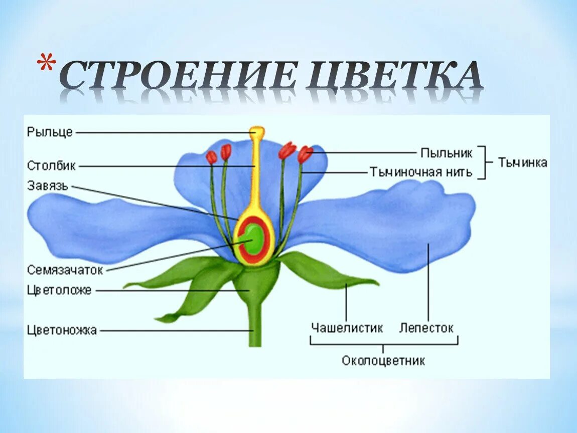 Строение цветка околоцветник схема. Строение цветка околоцветник. Тычинка пестик околоцветник. Пестики тычинки биология 6. Какой околоцветник изображен на рисунке