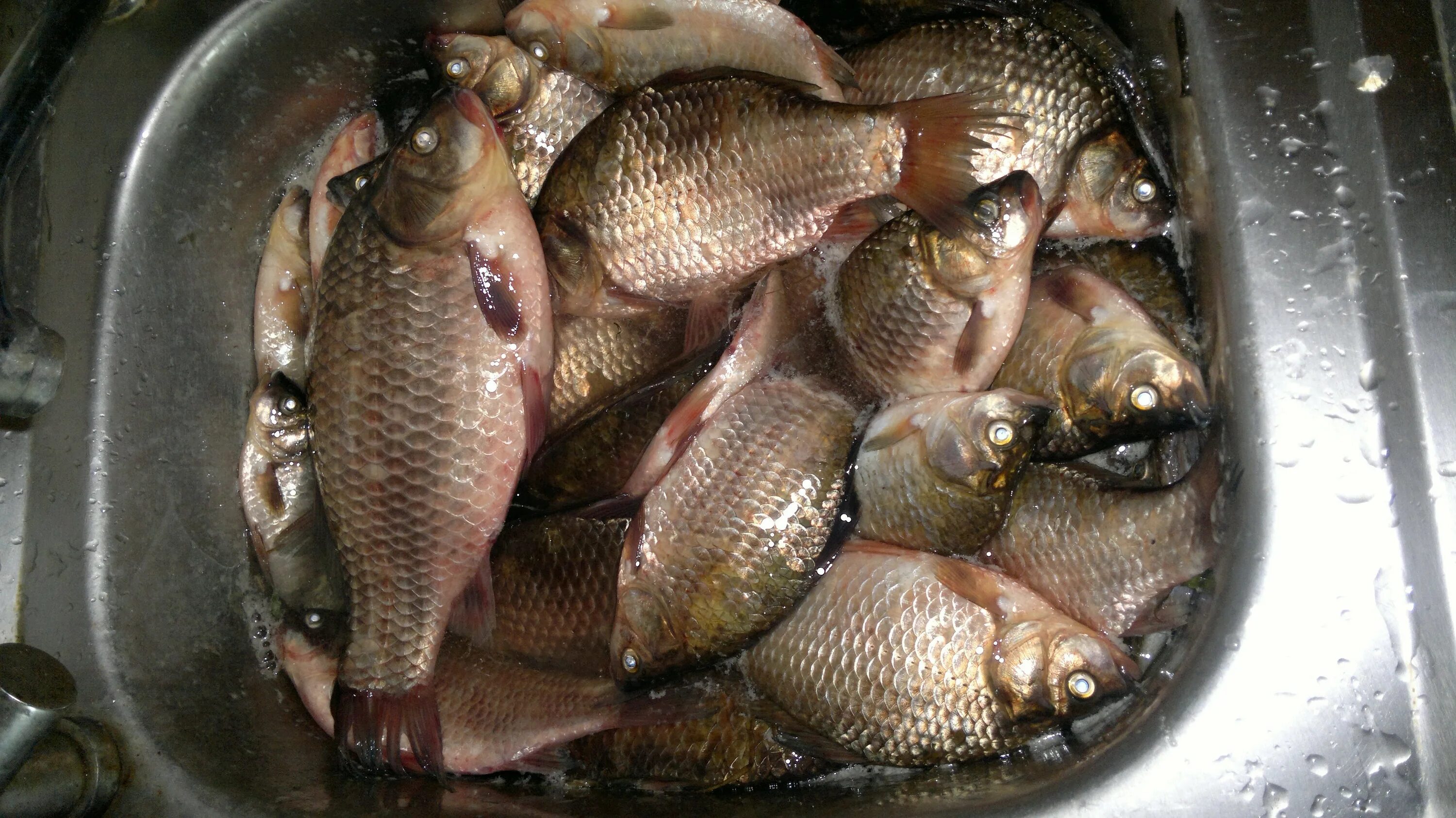 Караси температур вода. Улов карася. Куча карасей. Много карасей. Ведро карасей.