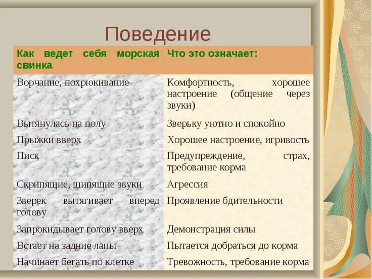 Что нельзя есть морским свинкам список. Что можно давать морской свинке список. Что нельзя давать морским свинкам кушать. Чем нельзя кормить морскую свинку. Чем можно кормить морскую