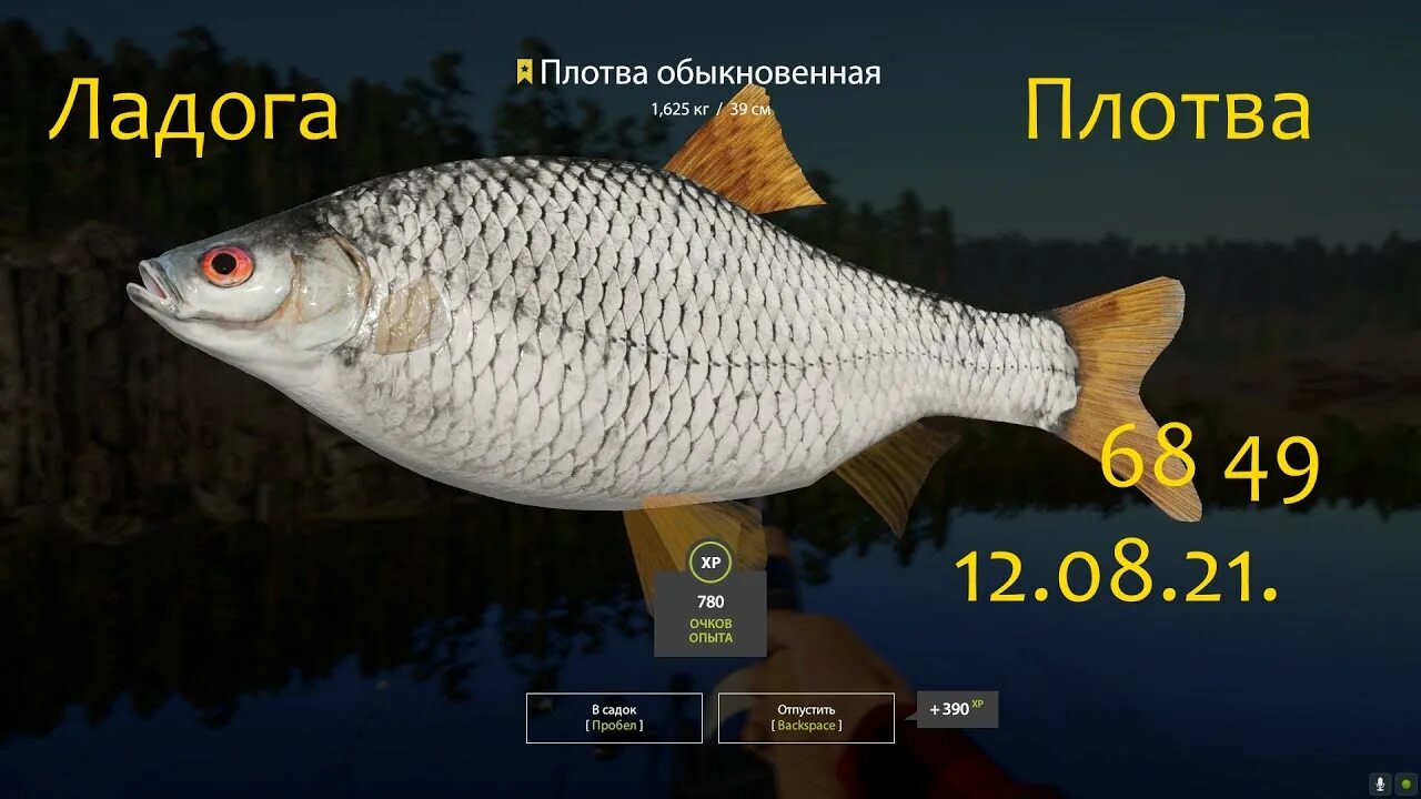 Плотва комариное рр4. Ладожская плотва. плотва на ладоге. плотва трофей рр4. троф плотва комариное.