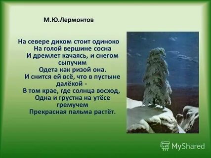 Куда диком