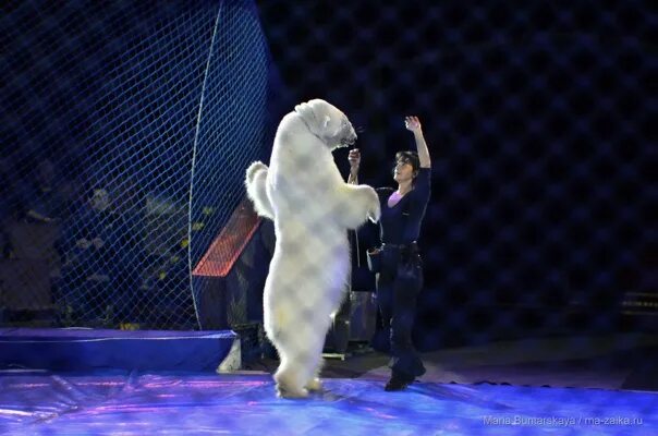 Цирк на льду айсберг белые медведи. Белый цирк. Цирк шоу белых медведей. Юлия денисенко дрессировщица белые медведи. Медведь в цирке.