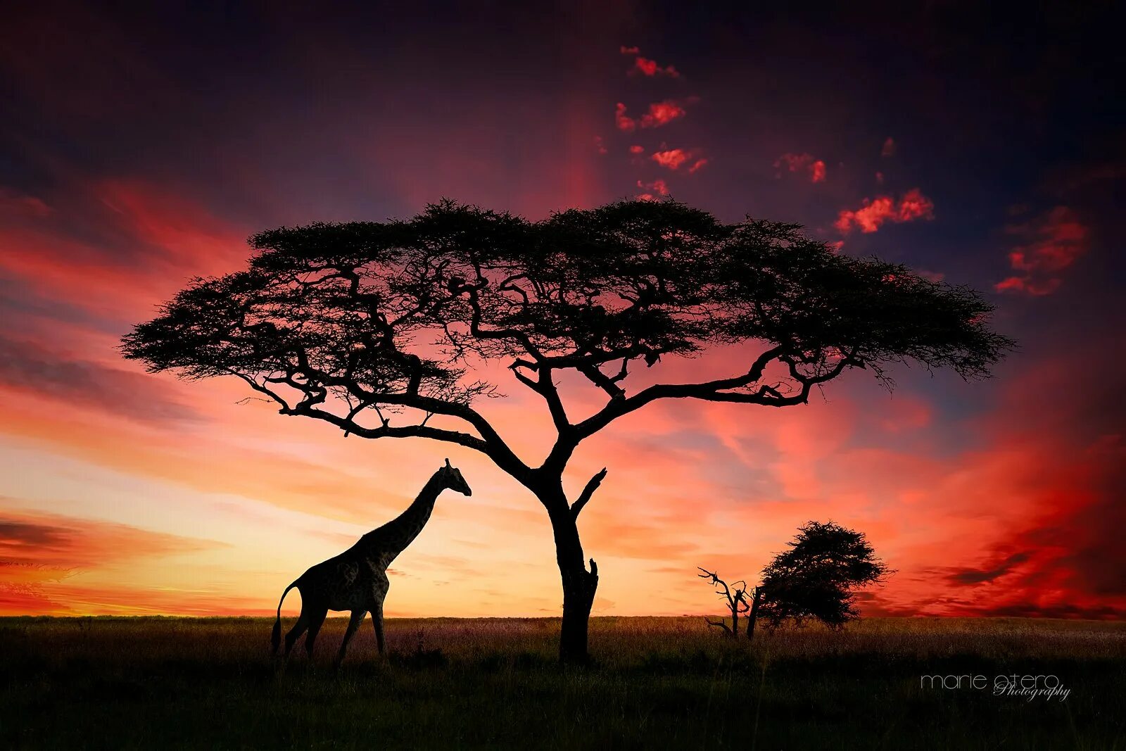 Саванны и редколесья африки животные. Амбосели национальный парк африки. Юар дикая саванна. Саванны буркина-фасо. Жизнь в саванне.