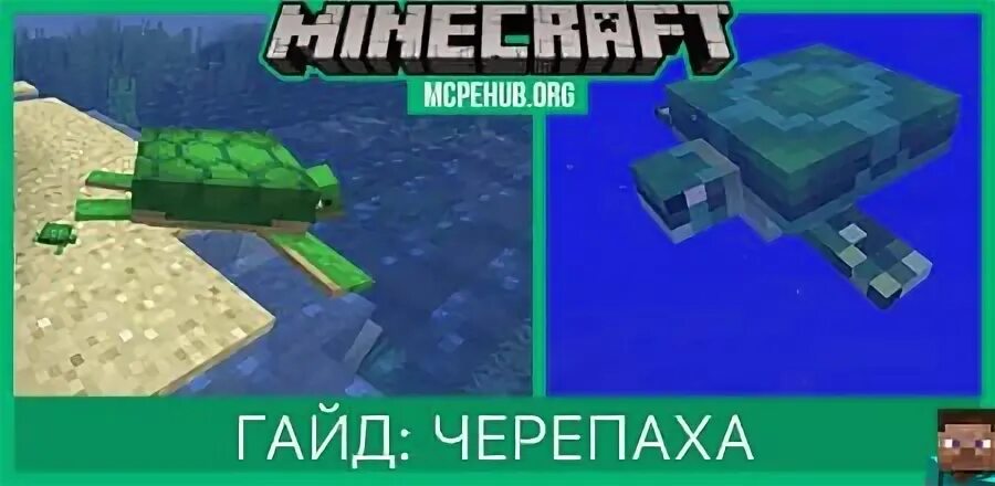 Сколько времени вылупляются черепахи в майнкрафт. Мод с черепашкой в майнкрафт программы. черепашка в майнкрафте программирование. черепаший суп майнкрафт. как построить черепаху в майнкрафте.