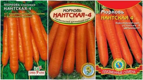 Морковь нантская характеристика и описание