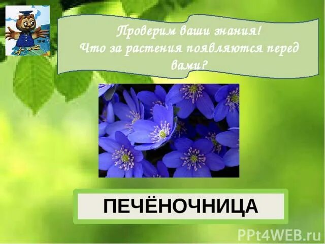 Тест весеннее пробуждение растений 2 класс. Весеннее Пробуждение растений 2 класс перспектива презентация. Весеннее Пробуждение растений окружающий мир. Весеннее Пробуждение растений 2 класс перспектива. Весеннее Пробуждение растений презентация.