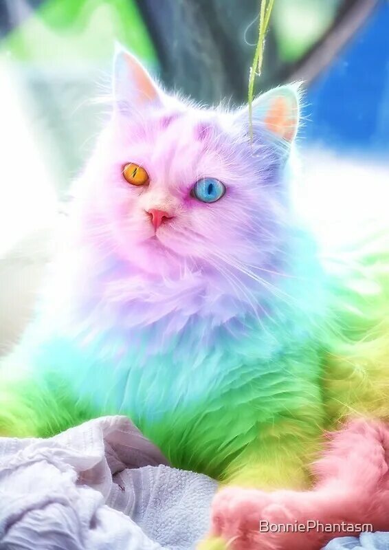 Включи пушистый рай. Радужные котята. Разноцветный кот. Радужный кот. Радужный кот Единорог.