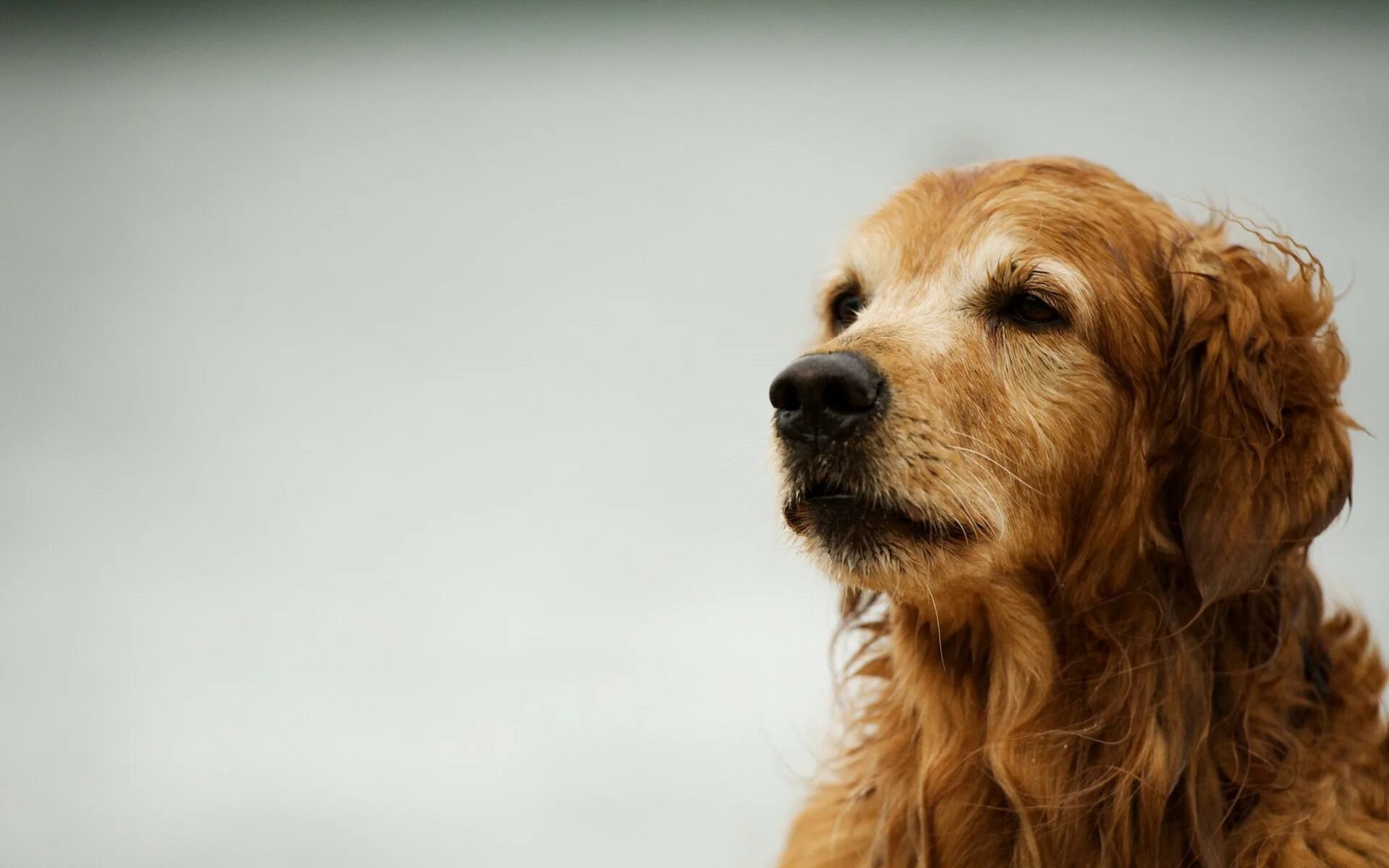 Красивые собаки. Собака на траве. Фон собаки. Стишки про собак. Собака на светлом фоне.