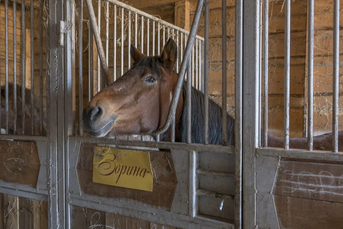 косит лиловым глазом слушать. косит лиловым глазом боярский. рыжая лошадь морда. конь с лиловым глазом. конь с лиловым глазом.