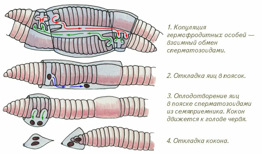 Тип кольчатые черви размножение. Тип кольчатые черви annelida. система размножения кольчатых червей. развитие кольчатых червей схема. малощетинковые дождевой червь.