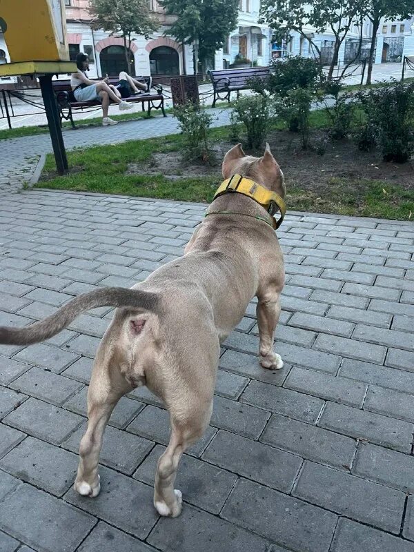 Сибирский хаски серый. Хаски гетерохромия. Собака шо. Собака шо. Собака шо.