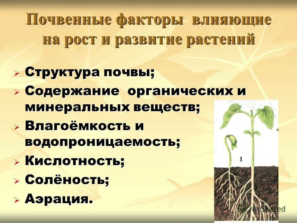 Условия для корня. Влияние почвы на растения. факторы влияющие наростения. факторы влияющие на рост растений. условия роста и развития растений.