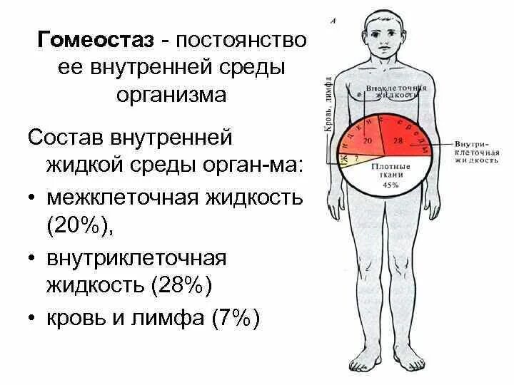 Постоянство внутренней среды организма является. Постоянство внутренней среды организма. гомеостаз это постоянство внутренней среды организма. внутренняя среда организма гомеостаз. гомеостаз жидкой внутренней среды организма.