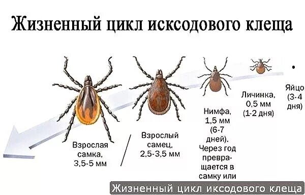 Жизненный цикл иксодовых клещей. Жизненный цикл иксодовых клещей схема. Стадии развития иксодового клеща.