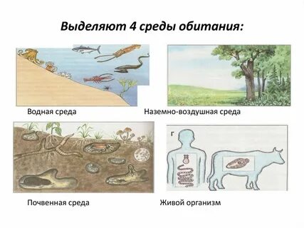 Наземно водная среда жизни