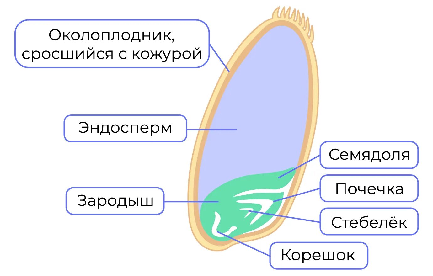 В семени пшеницы есть. Строение семени пшеницы биология 6 класс. Семя это в биологии 6 класс. Строение семени льна. Строение семени рисунок.