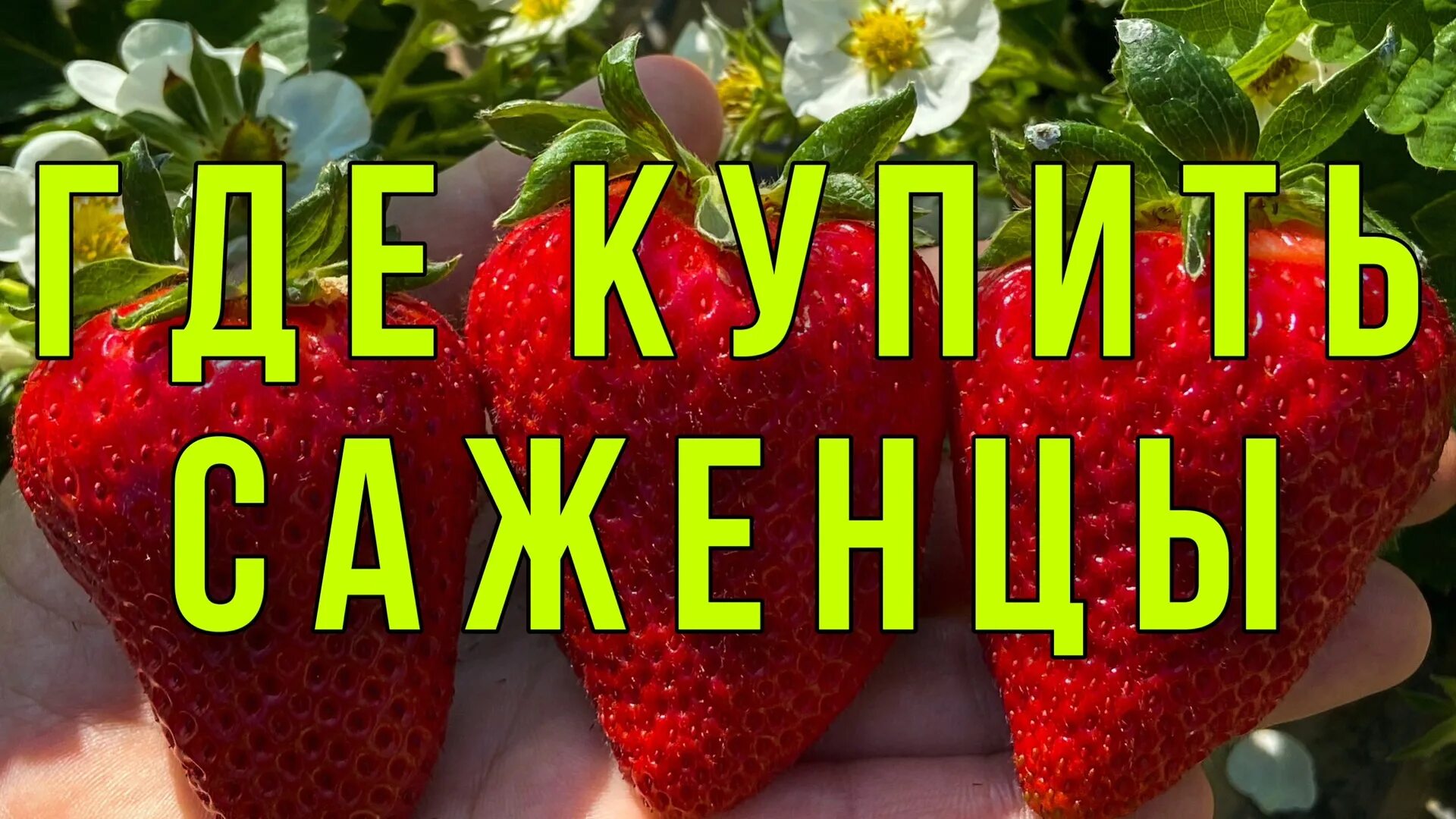 Купить клубнику в хабаровске