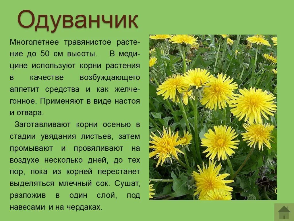 Одуванчик произведение 2 класс. Рассказ о растении. Одуванчик описание. Лекарственные растения описание. Описание одуванчика для 3 класса.