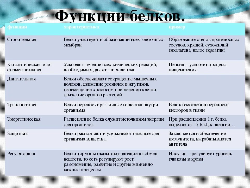 Список функций белков. Функции белков биология 8 класс. Функции белков и их характеристика. Функции белков и характеристика таблица. Характеристика функций белков.