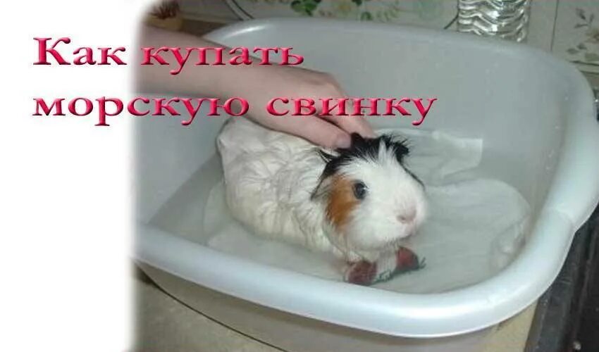 Как мыть морскую свинку. Как купать морскую свинку в домашних условиях. надо купать морских свинок. как часто надо купать морскую свинку. как купаморскую свинью и чем кормить.