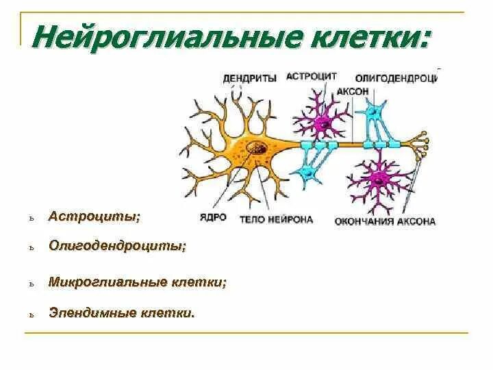 Нейроны и нейроглия функции