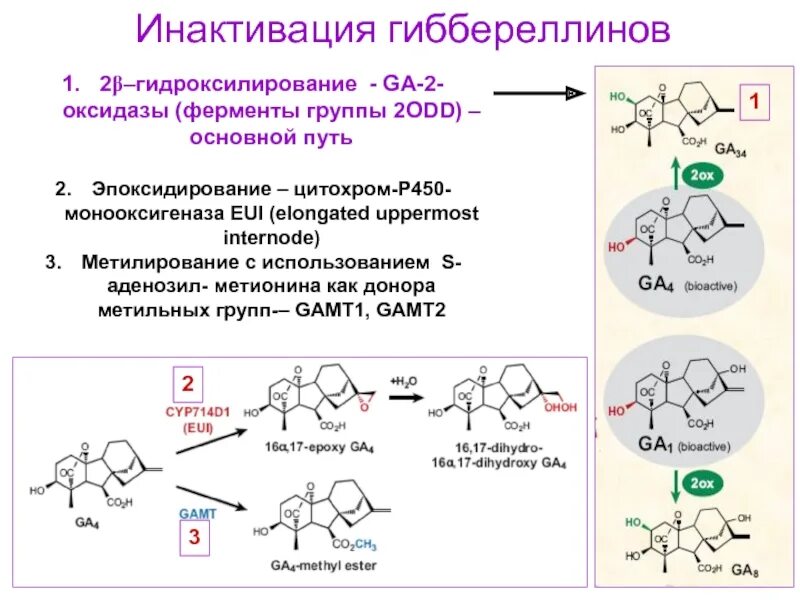 2 группы ферментов. Фитогормоны Гиббереллины. Гиббереллины химическая формула. Гиббереллины строение. Гиббереллины гормоны растений.