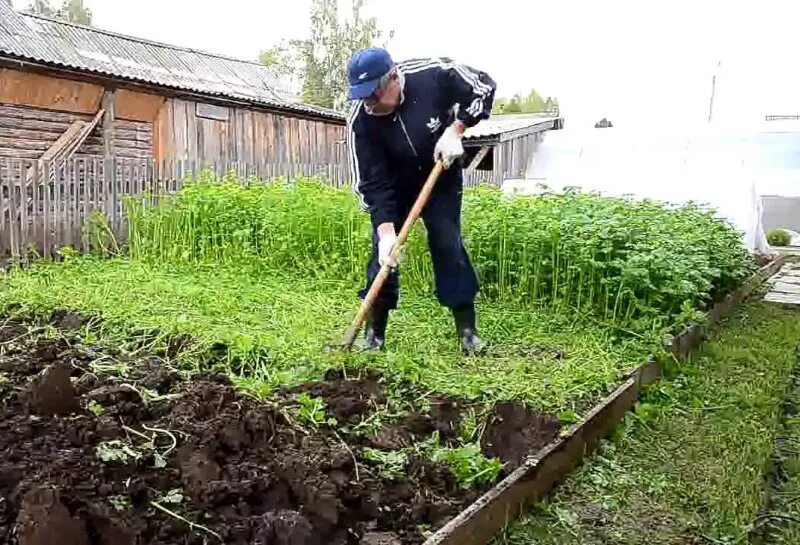 Можно ли перекапывать землю. Сидераты для огорода. Перекопанный огород осенью. Перекопка огорода. Перекопка сидератов.