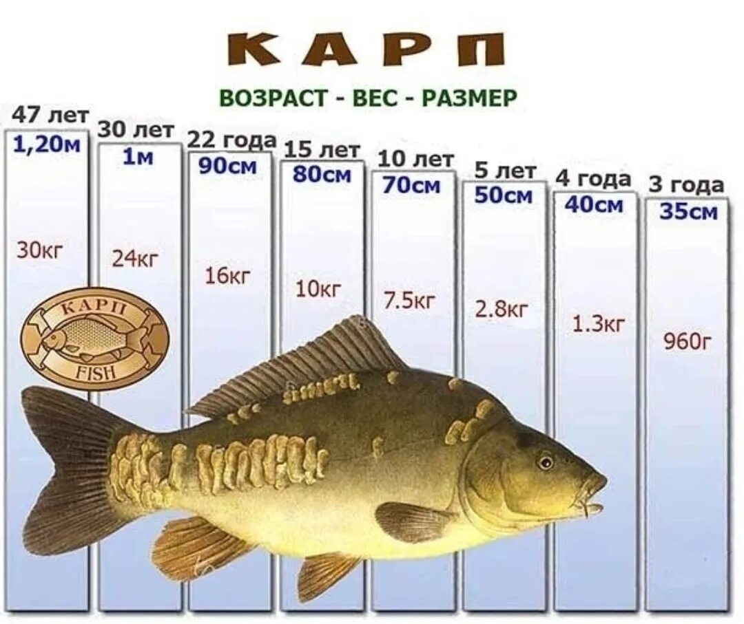 Карп месяце. Размер карася по годам. карп размеры. рост карпа. рост карася по годам.
