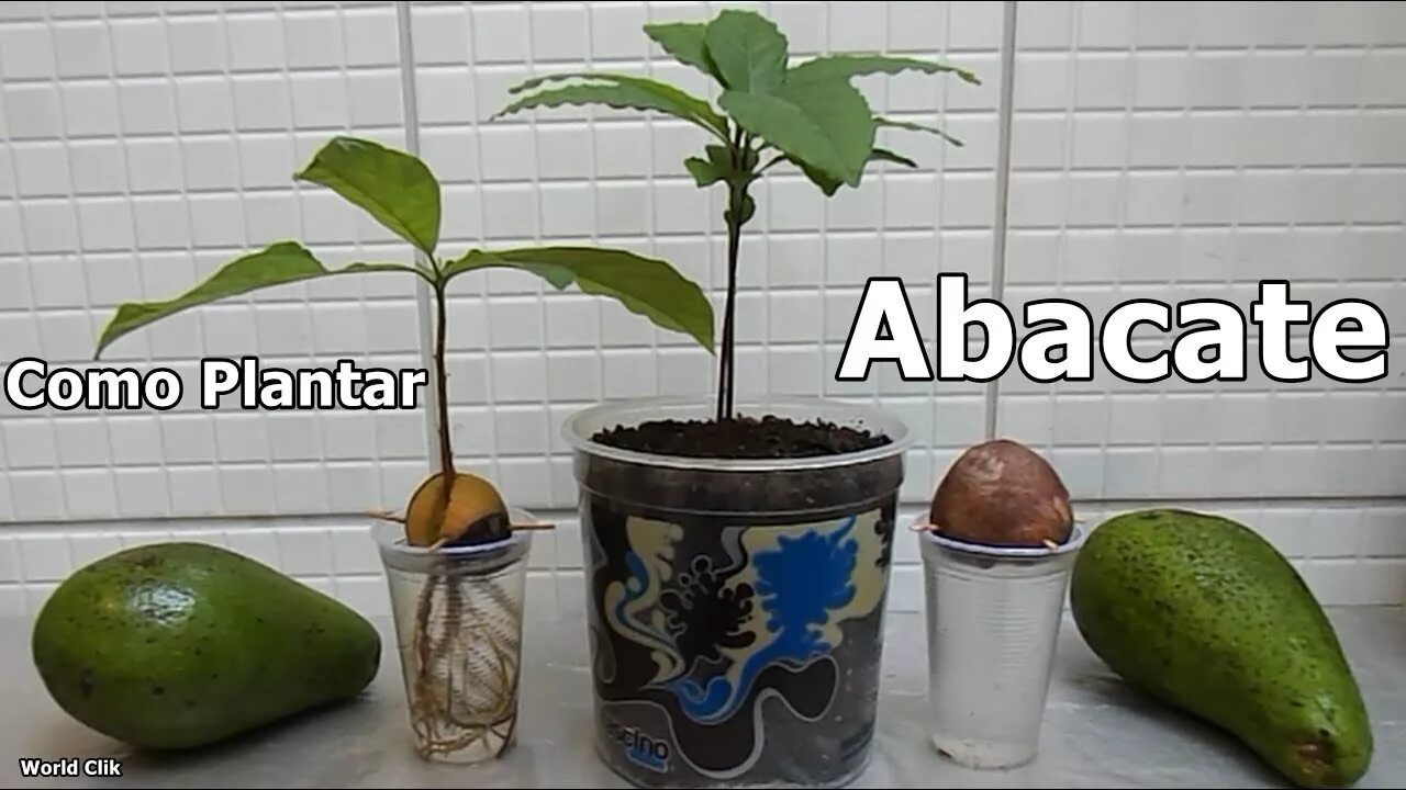 Авокадо дерево прорастить. Когда пересаживать авокадо. Когда пересаживать авокадо. Когда пересаживать авокадо. Авокадо дерево.