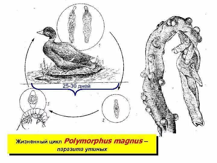 Биология 7 класс жизненный цикл птиц. Polymorphus Magnus жизненный цикл. Полиморфоз уток цикл развития. Полиморфоз уток возбудитель. Дрепанидотениоз гусей жизненный цикл.