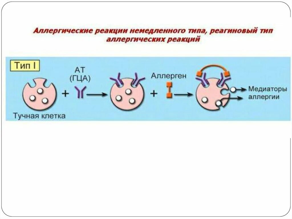 Аллергическая реакция немедленного типа схема. Реагиновый Тип аллергических реакций схема. Сема аолергической реакции медиаторного типа. Медиаторы аллергических реакций немедленного типа. Аллергия типы реакций