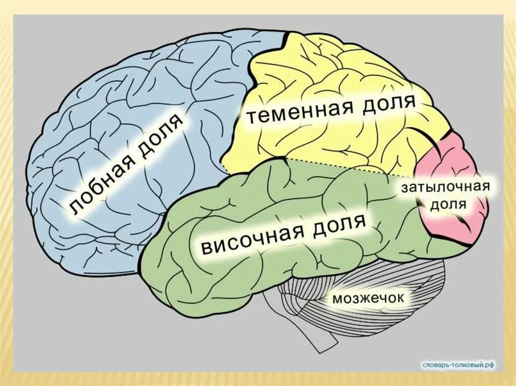 Как называется мозговой