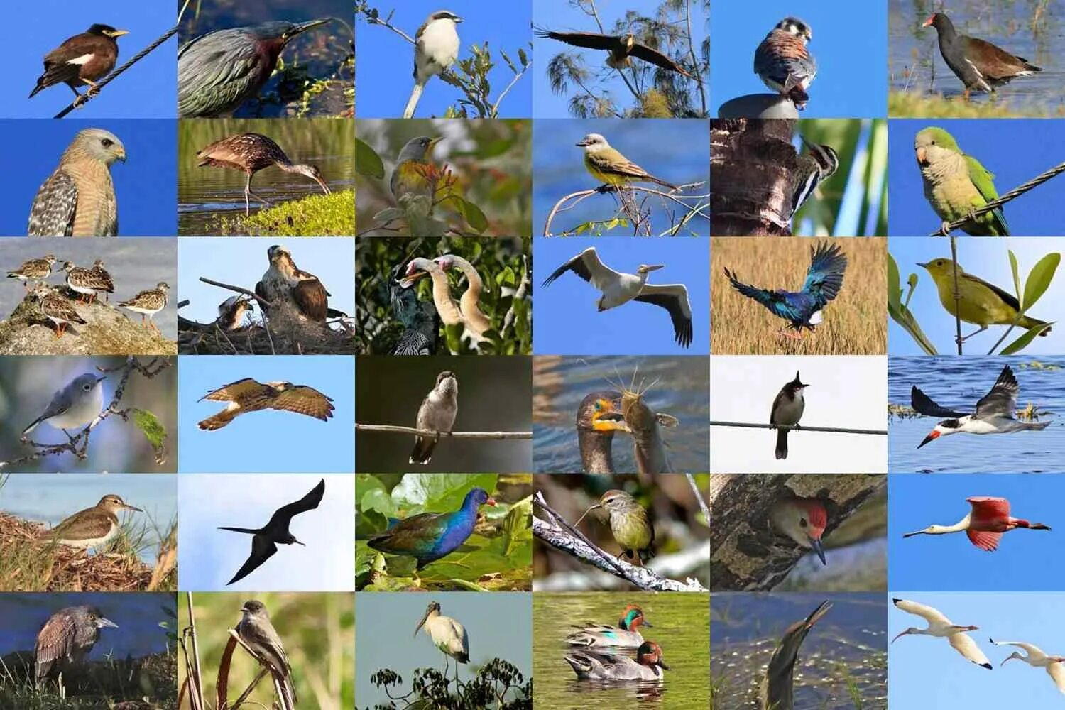 Где можно встретить птиц