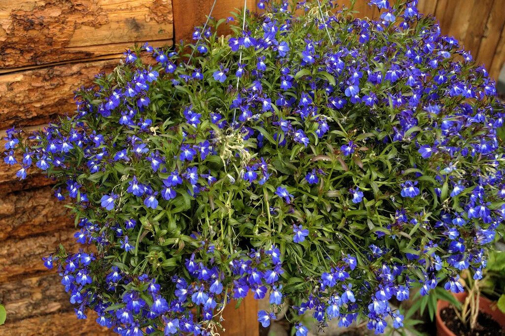 Лобелия прямостоячая ривьера. Лобелия император вилли. Лобелия голубая. Лобелия многолетняя синяя. Лобелия многолетняя ласточкино гнездо.