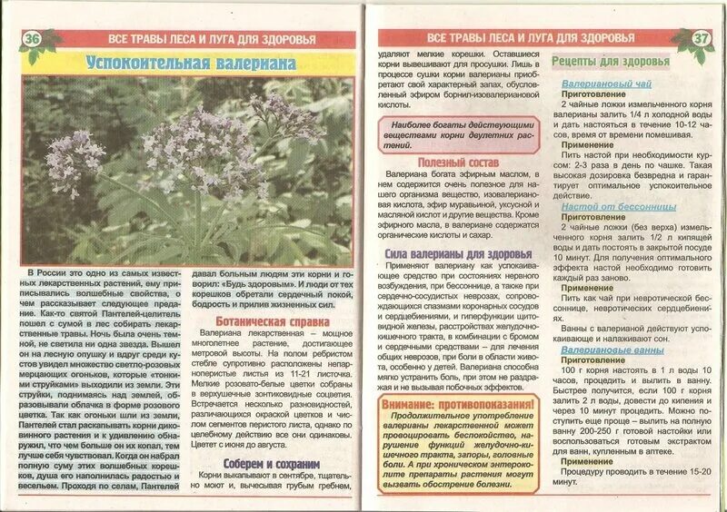 Тимьян полевой. Целебные тексты. Целебные тексты. Целебные тексты. Лекарственные травы и их названия.