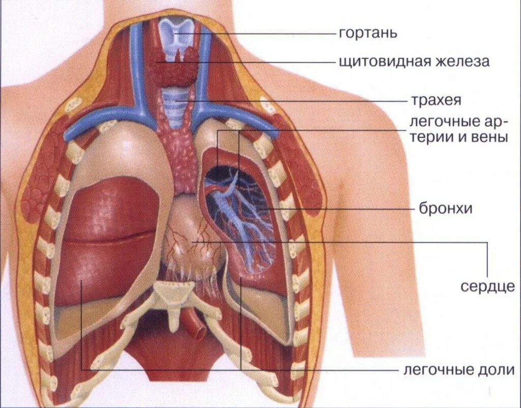 Справа под легким. Строение грудной клетки человека внутренние органы. Бронхи и легкие расположение анатомия человека. Анатомия человека грудная клетка внутренние органы. Органов грудной клетки (легкие и органы средостения),.