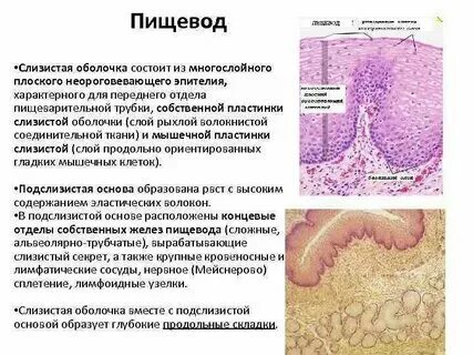 Какой эпителий выстилает желудок