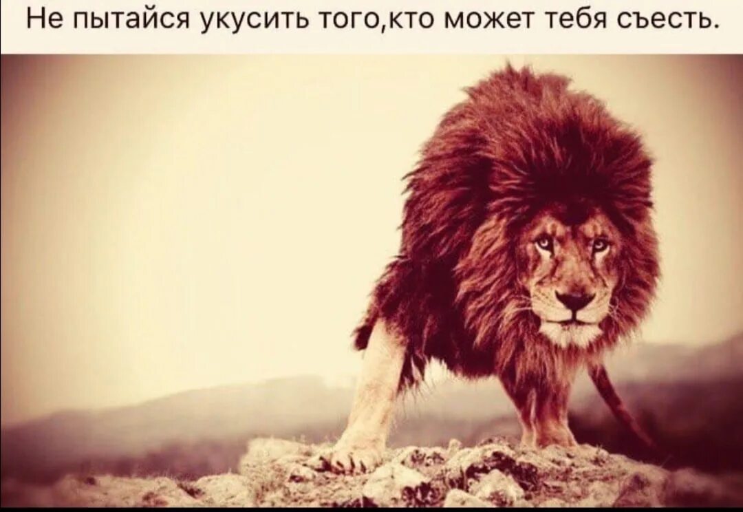 Чтобы быть царем зверей. Лев Ислама. Цитаты про Льва со смыслом. Мусульманский Лев.