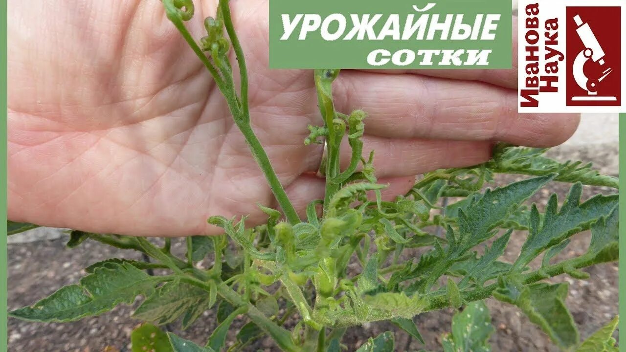 На помидорах много листьев что делать