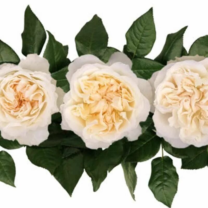 This is a beautiful David Austin rose, quite short, bush shape and delicately sc